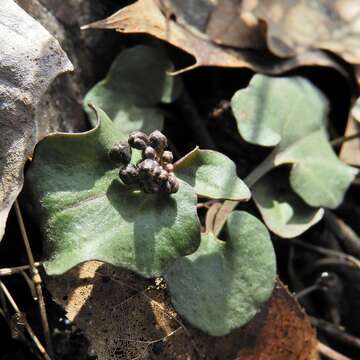 Image of Limestone Bittercress