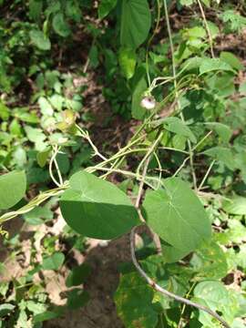 Image of arborescente rattan