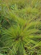 Image of prairie dropseed