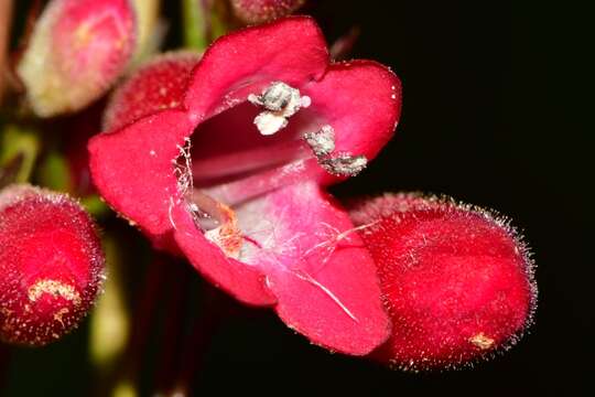 Слика од Penstemon miniatus Lindl.