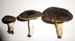 Image of Russula acrolamellata McNabb 1973