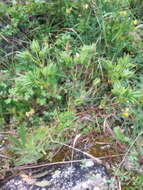 Image de Potentilla hirta L.