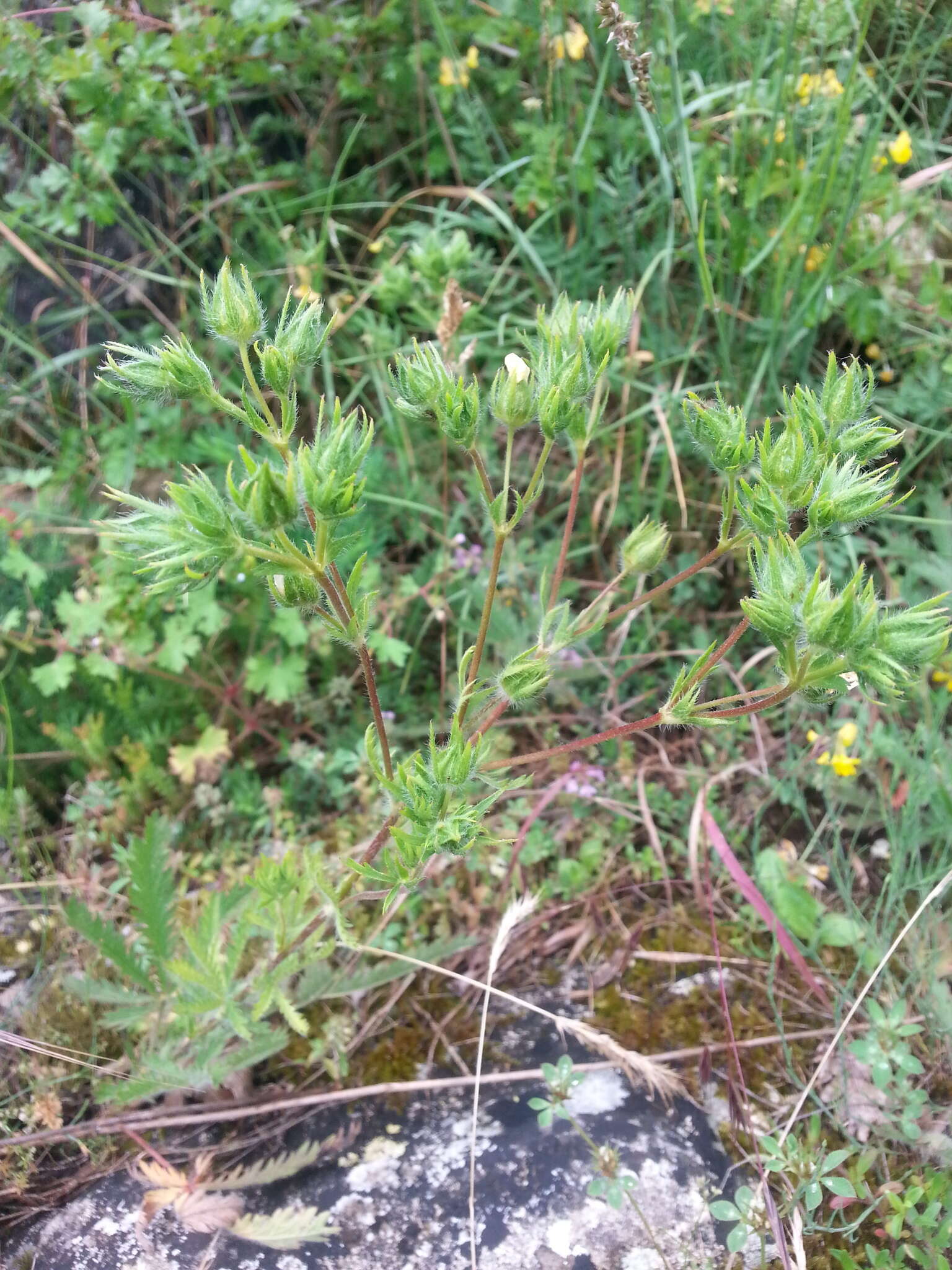 Image de Potentilla hirta L.