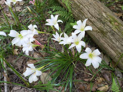 Zephyranthes atamasco (L.) Herb. resmi