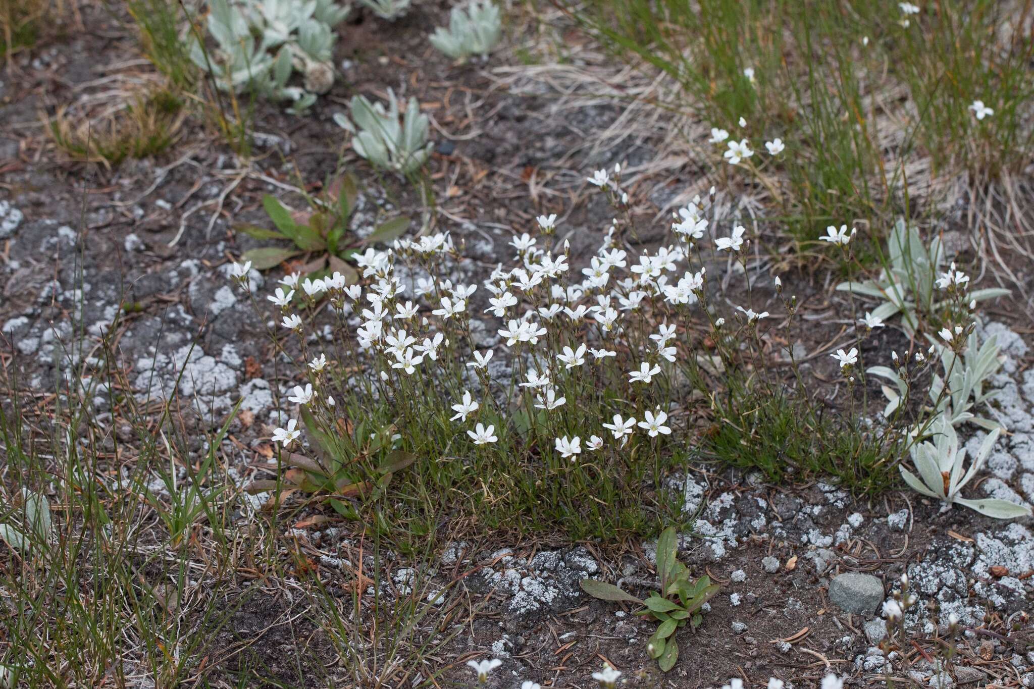 Plancia ëd Eremogone capillaris var. americana (Maguire) R. L. Hartman & Rabeler