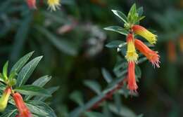 Image of Cigarette bush