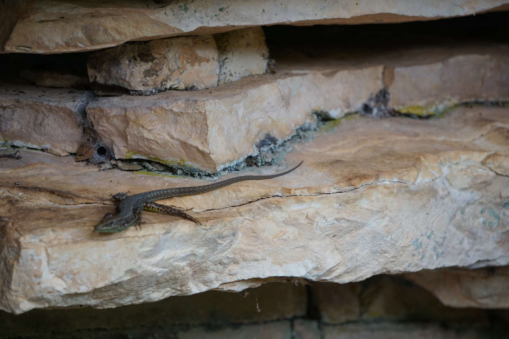 Image of Blue-throated Keeled Lizard