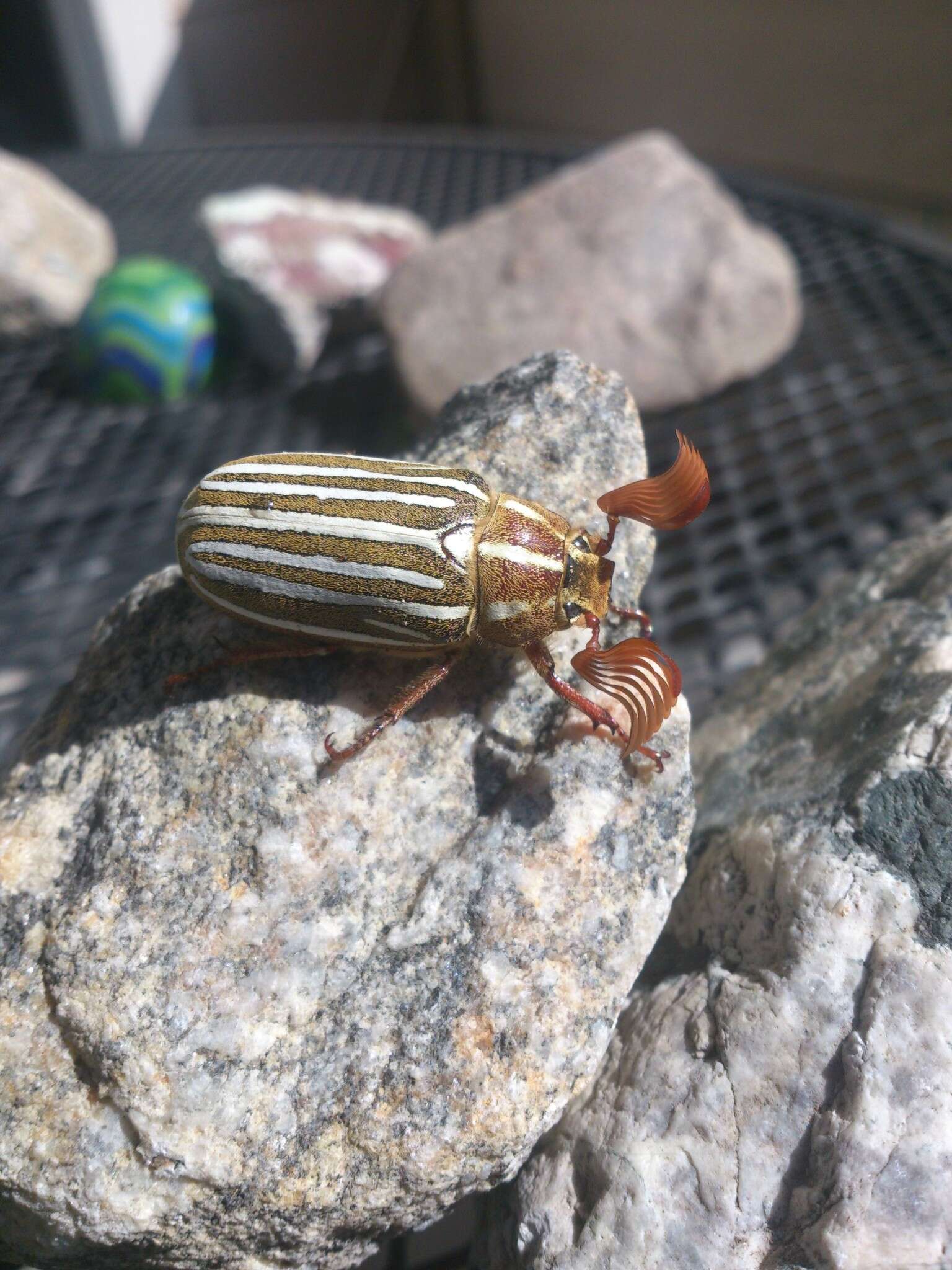 Image of Ten-lined June Beetle