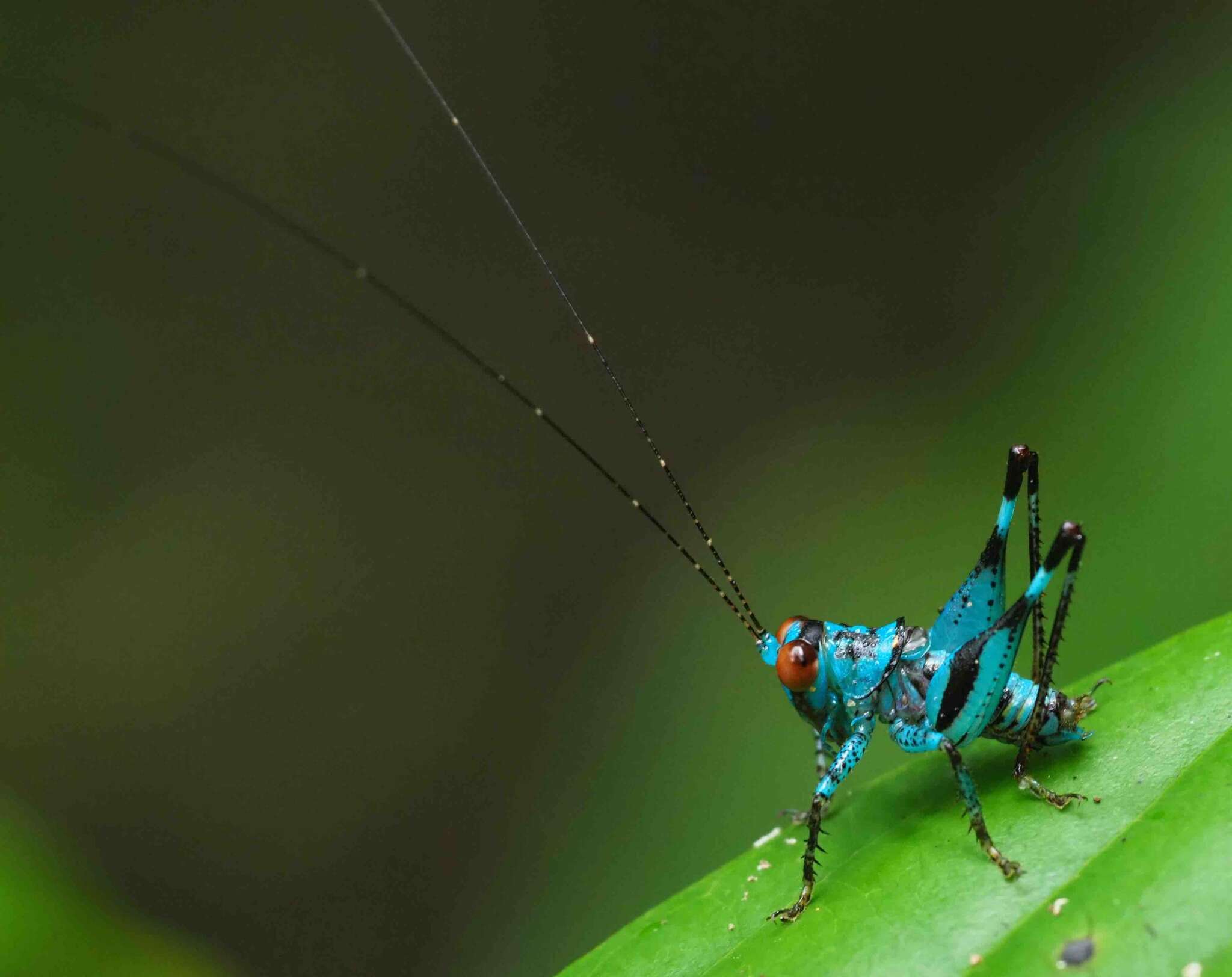 Image of Lipotactes vietnamicus Gorochov 1993