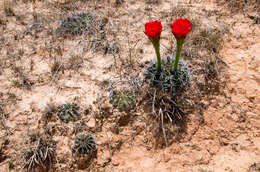 Image de Echinopsis calorubra Cárdenas