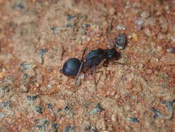 Image de Polyrhachis schwiedlandi Forel 1902