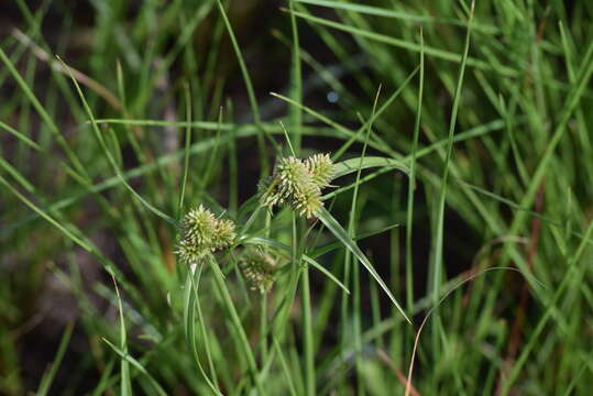 Image of Cyperus capensis (Steud.) Endl.