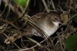 Image of Terrestrial Brownbul