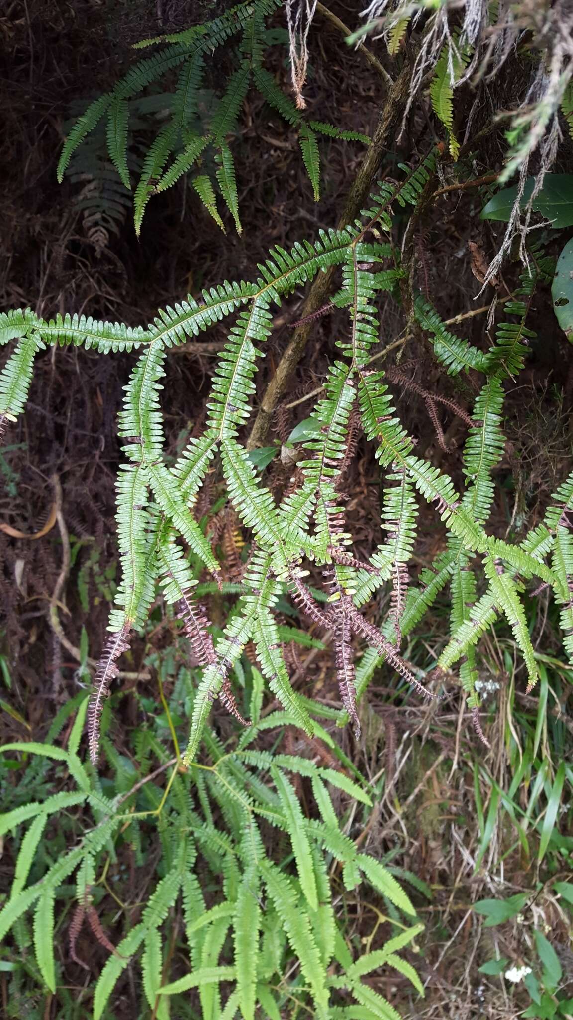 Image of Sticherus flagellaris (Bory ex Willd.) Ching