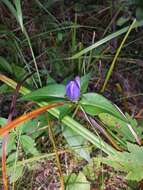 صورة Gentiana clausa Raf.