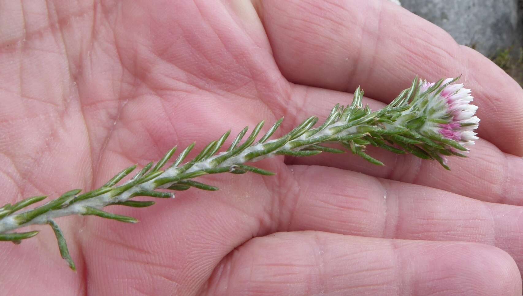 Image of Dense Blombush