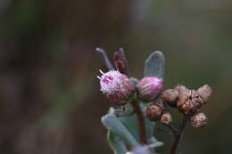 Image of Pluchea pteropoda Hemsl.