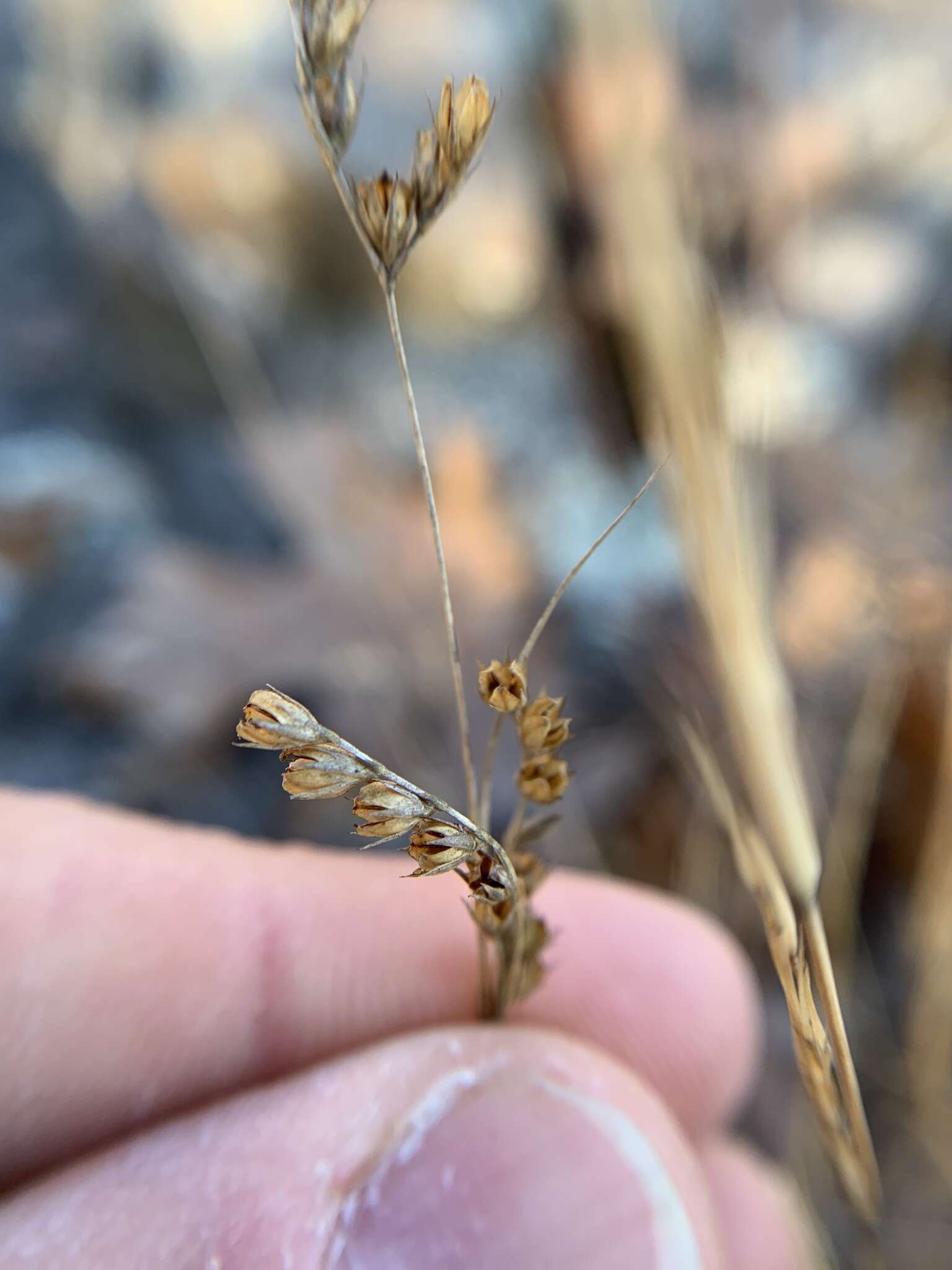 Image de Juncus secundus Beauv. ex Poir.