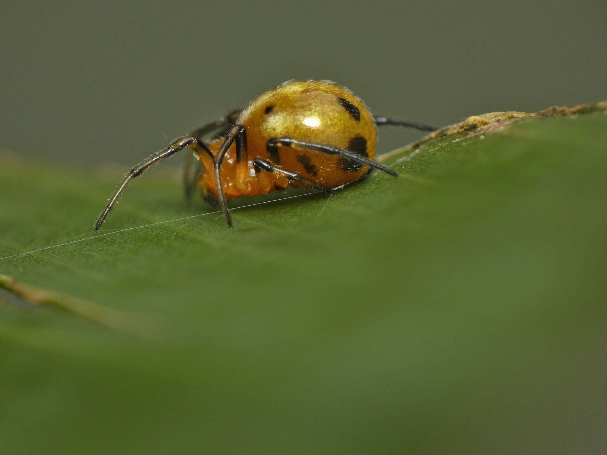 Image of Hypsosinga holzapfelae (Lessert 1936)