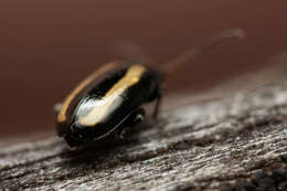 Image of Turnip flea beetle