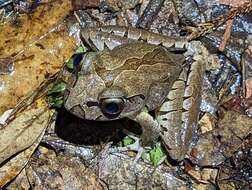 Image of Fleay’s Barred-frog