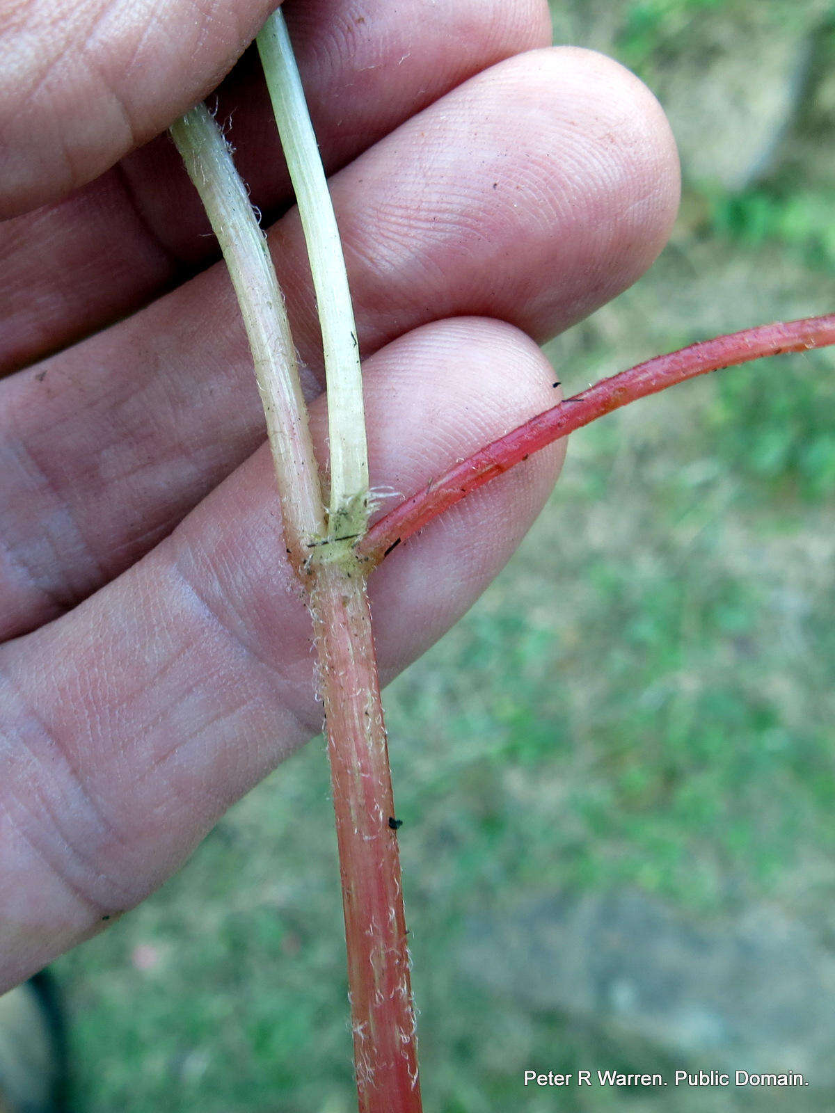 Image of Begonia geranioides Hook. fil.