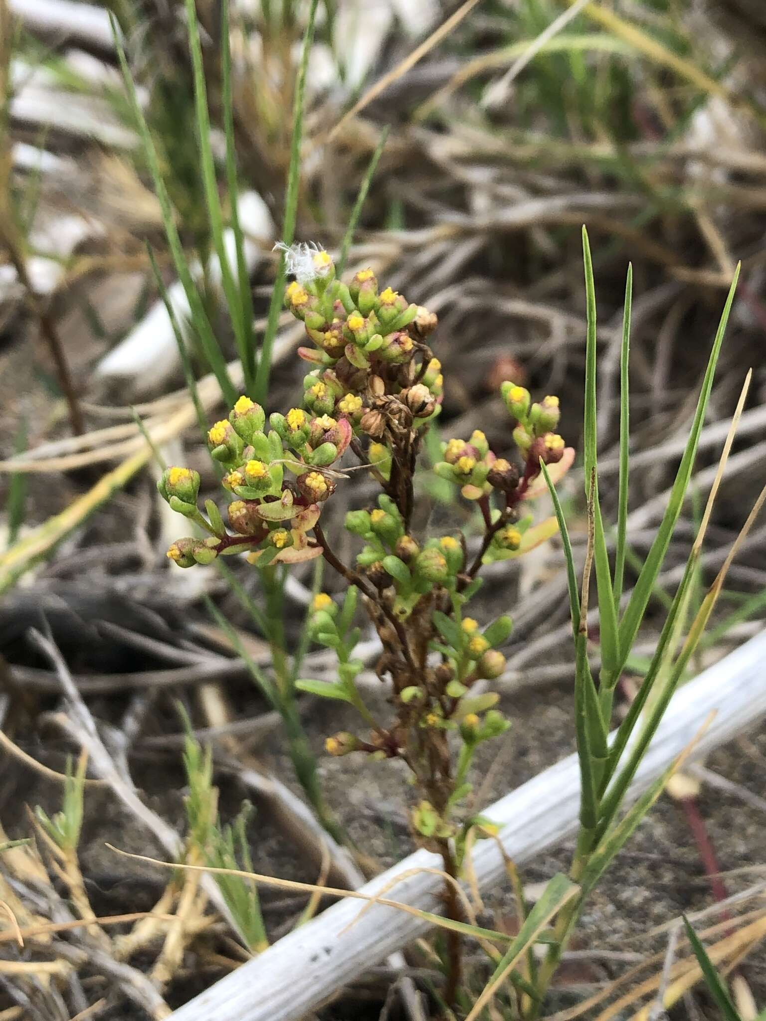 Слика од Amblyopappus