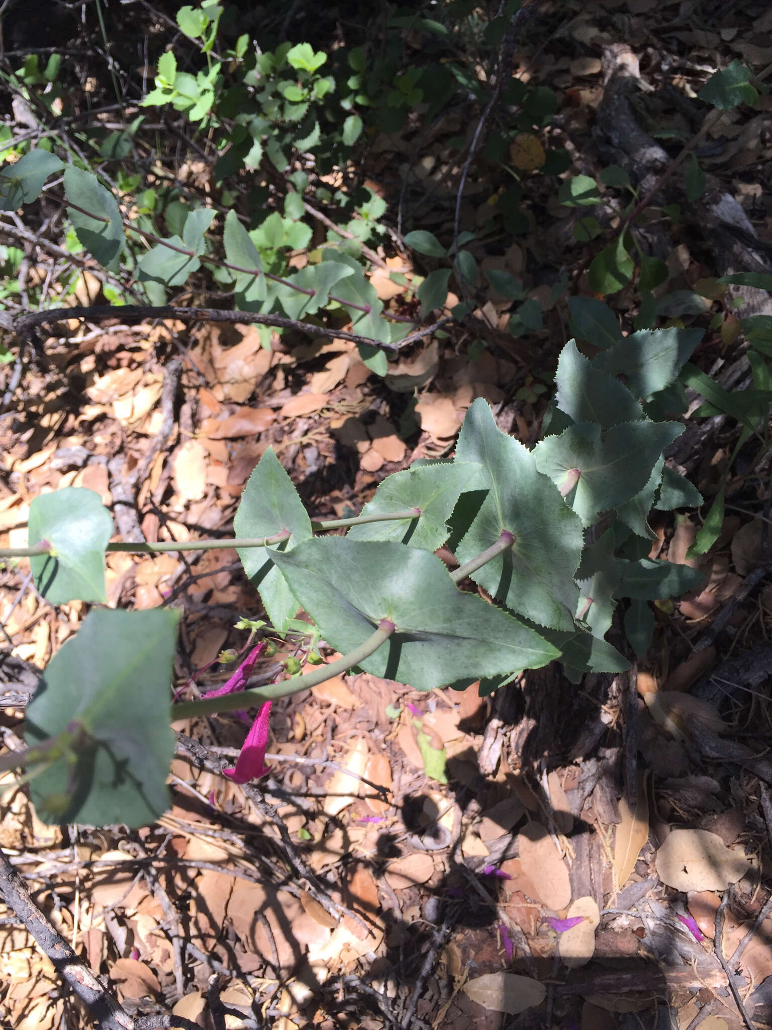 Image of desert penstemon