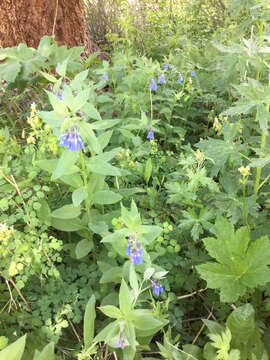 Image of tall fringed bluebells