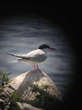 Image of Roseate Tern