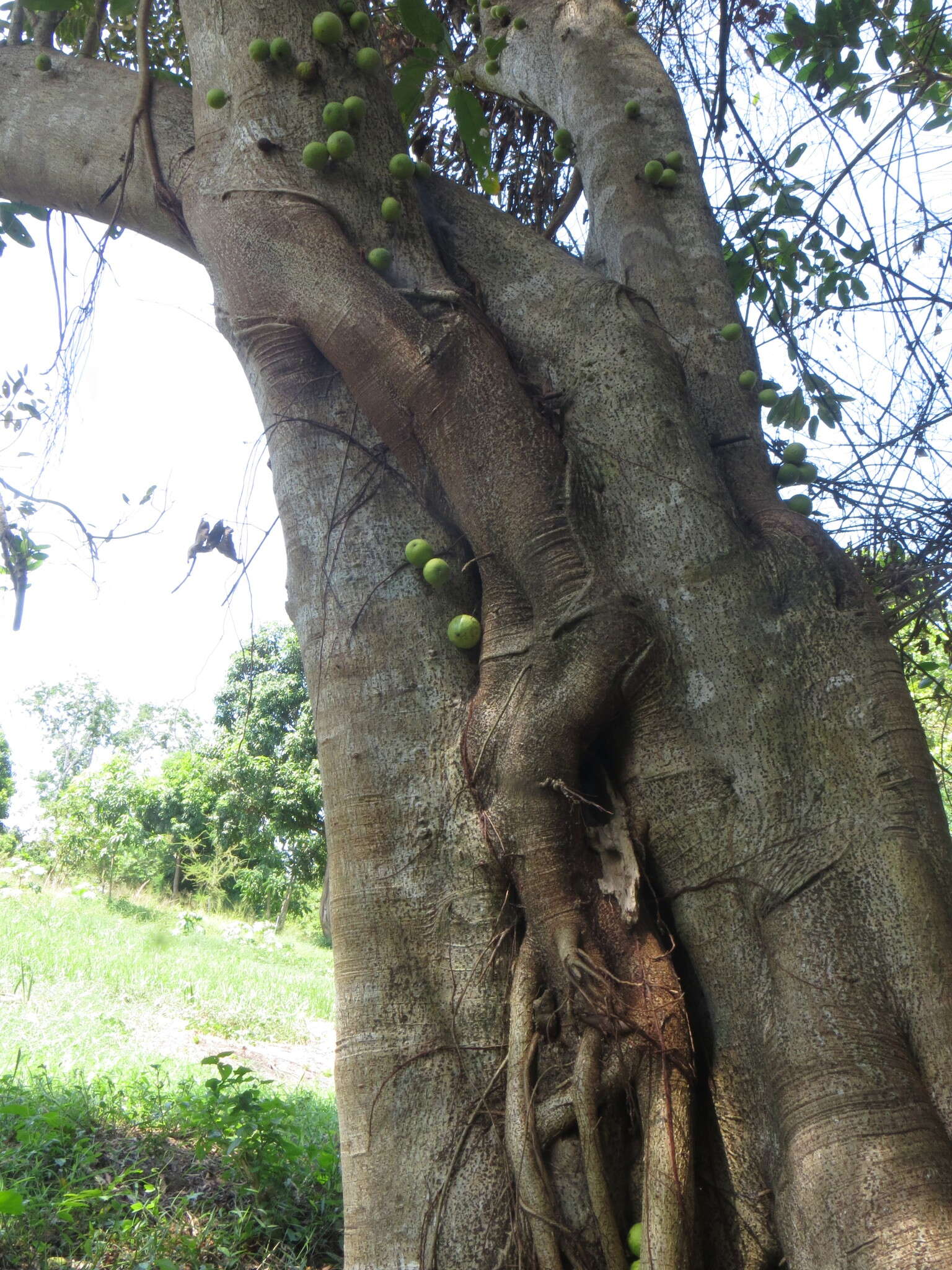 Image of Knobbly fig