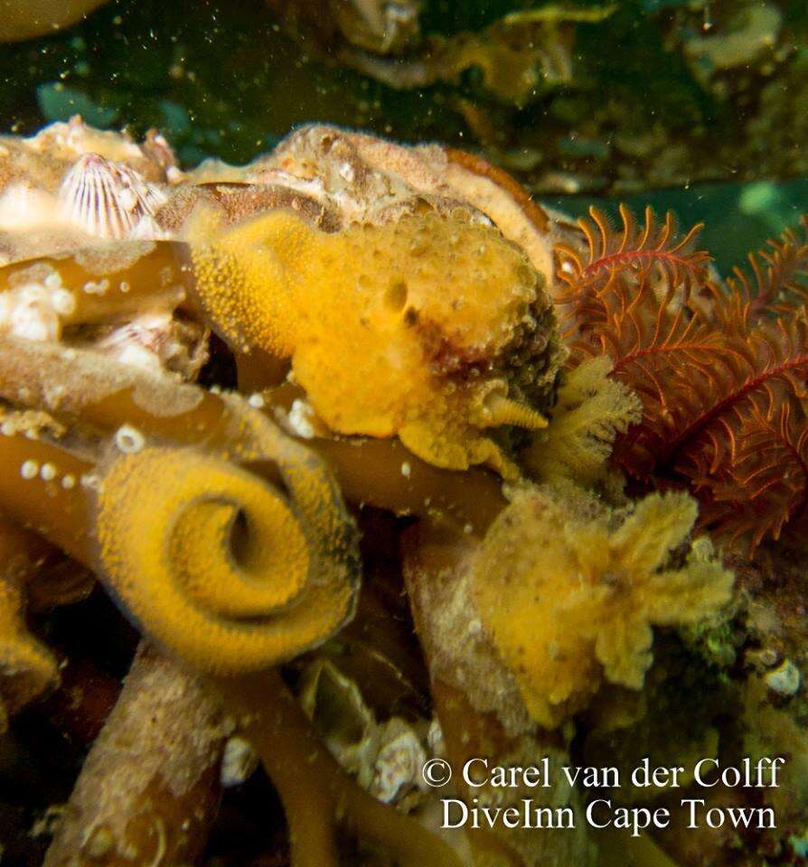 Image of Warty dorid