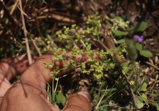 Image of Hoppea dichotoma Hayne ex Willd.