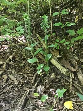 Image of Young's helleborine