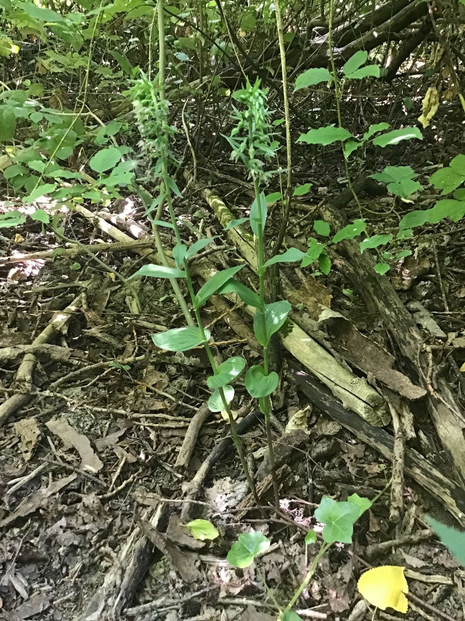 Image of Young's helleborine