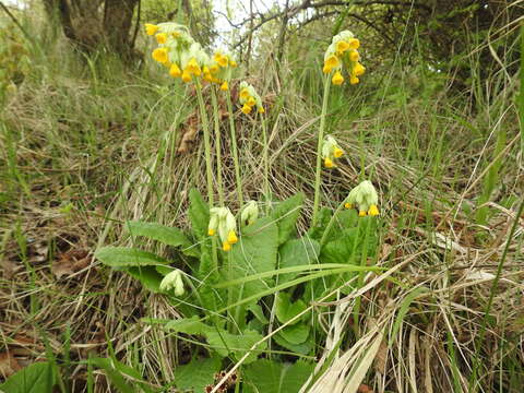 Image of Cowslip