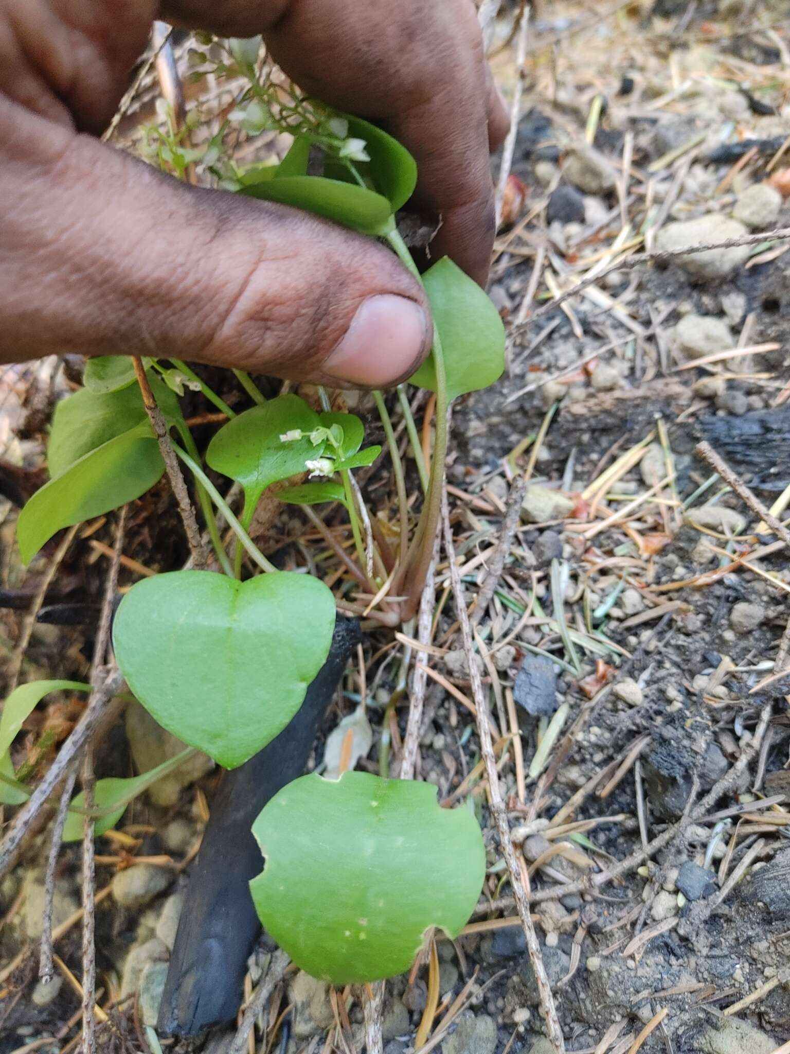 Image of Claytonia sibirica var. sibirica