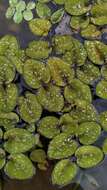 Image of eared watermoss
