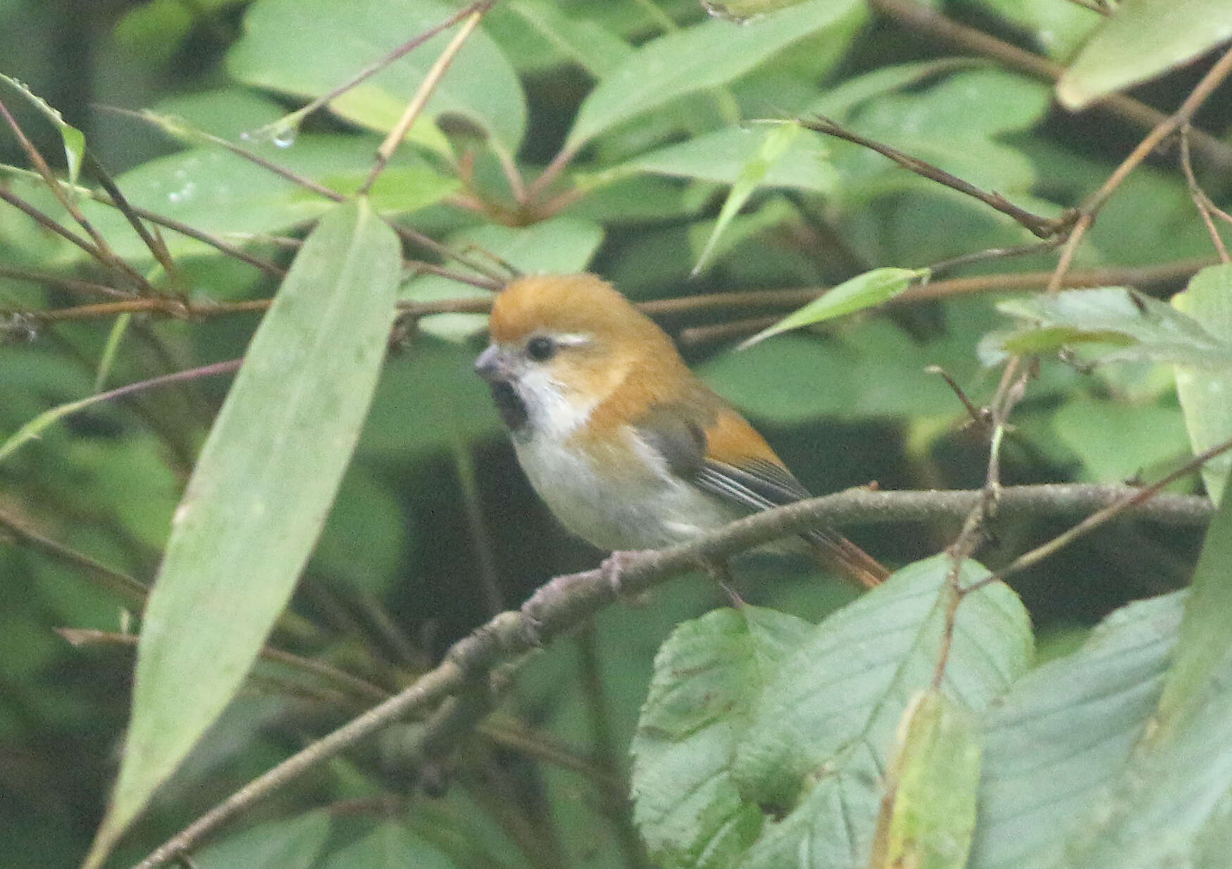 Image of Golden Parrotbill