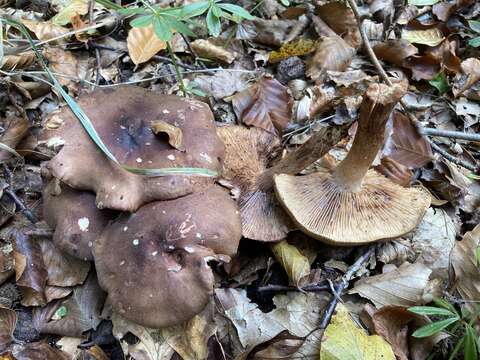 Image of Tricholoma ustale (Fr.) P. Kumm. 1871