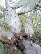 Image of <i>Opuntia karwinskiana</i>