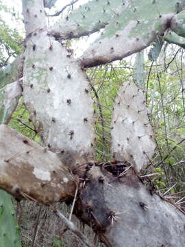 <i>Opuntia karwinskiana</i>的圖片