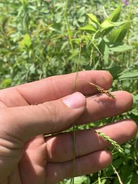 Image of Sharp-Scale Sedge