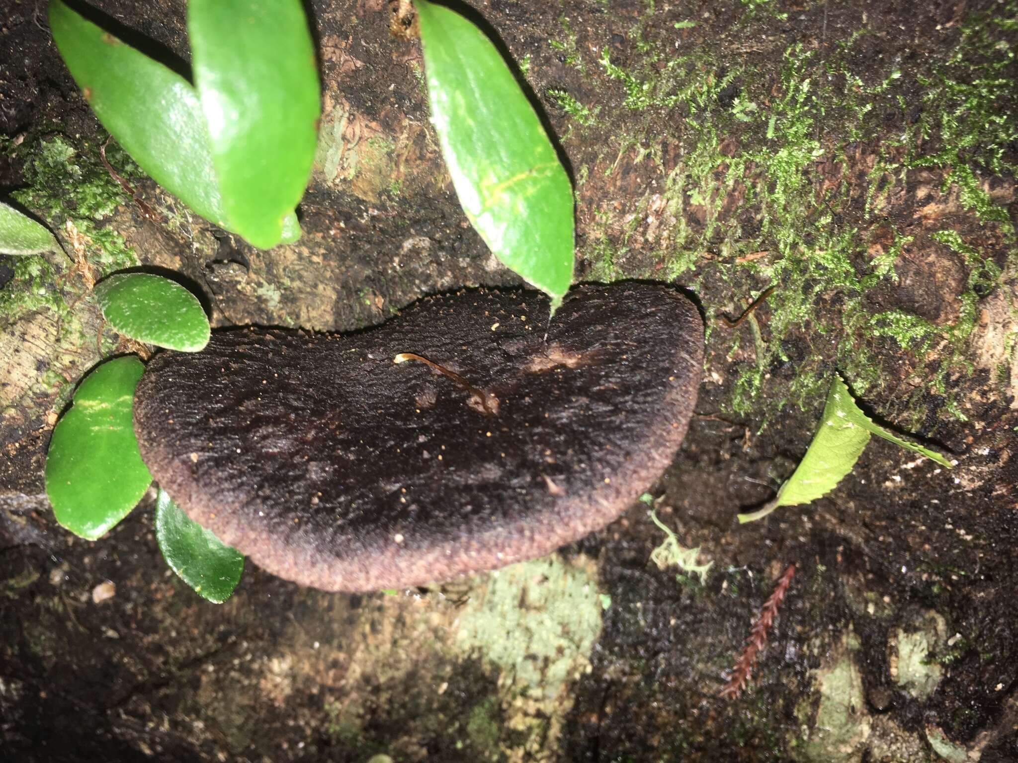 Image of Lentinula novae-zelandiae (G. Stev.) Pegler 1983