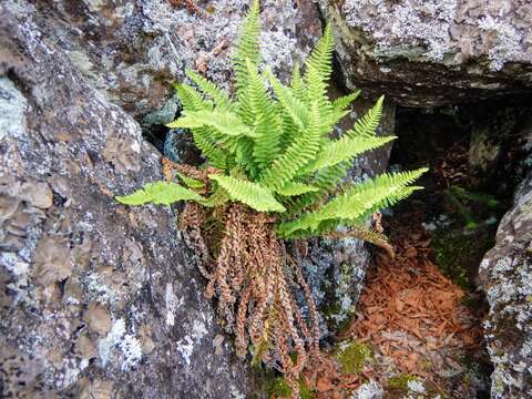 Image de Dryopteris fragrans (L.) Schott