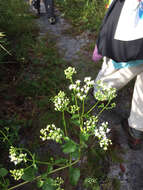 Imagem de Ageratina jucunda (E. Greene) A. Clewell & Woot.