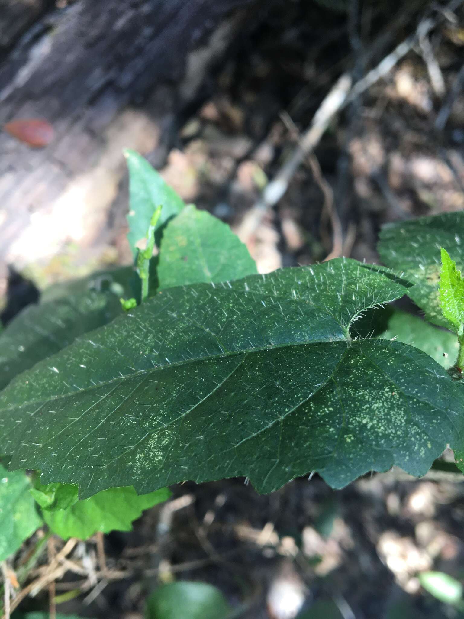 Imagem de Tragia novae-hollandiae Müll. Arg.