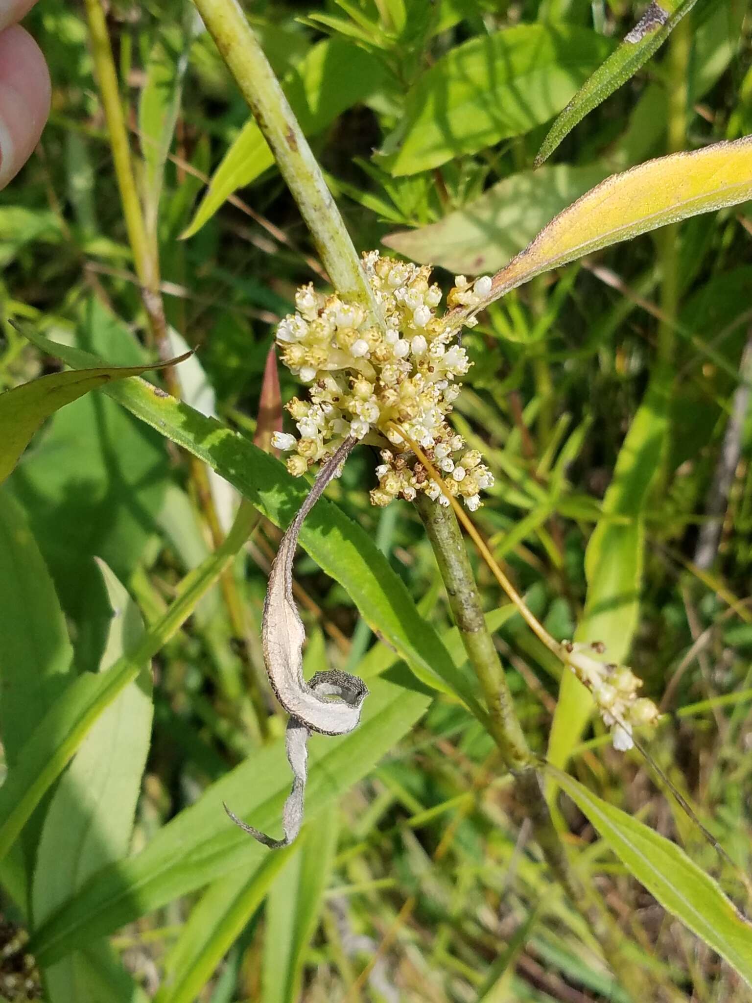 Cuscuta coryli Engelm. resmi