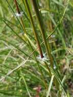 Imagem de Sorghum leiocladum (Hack.) C. E. Hubb.