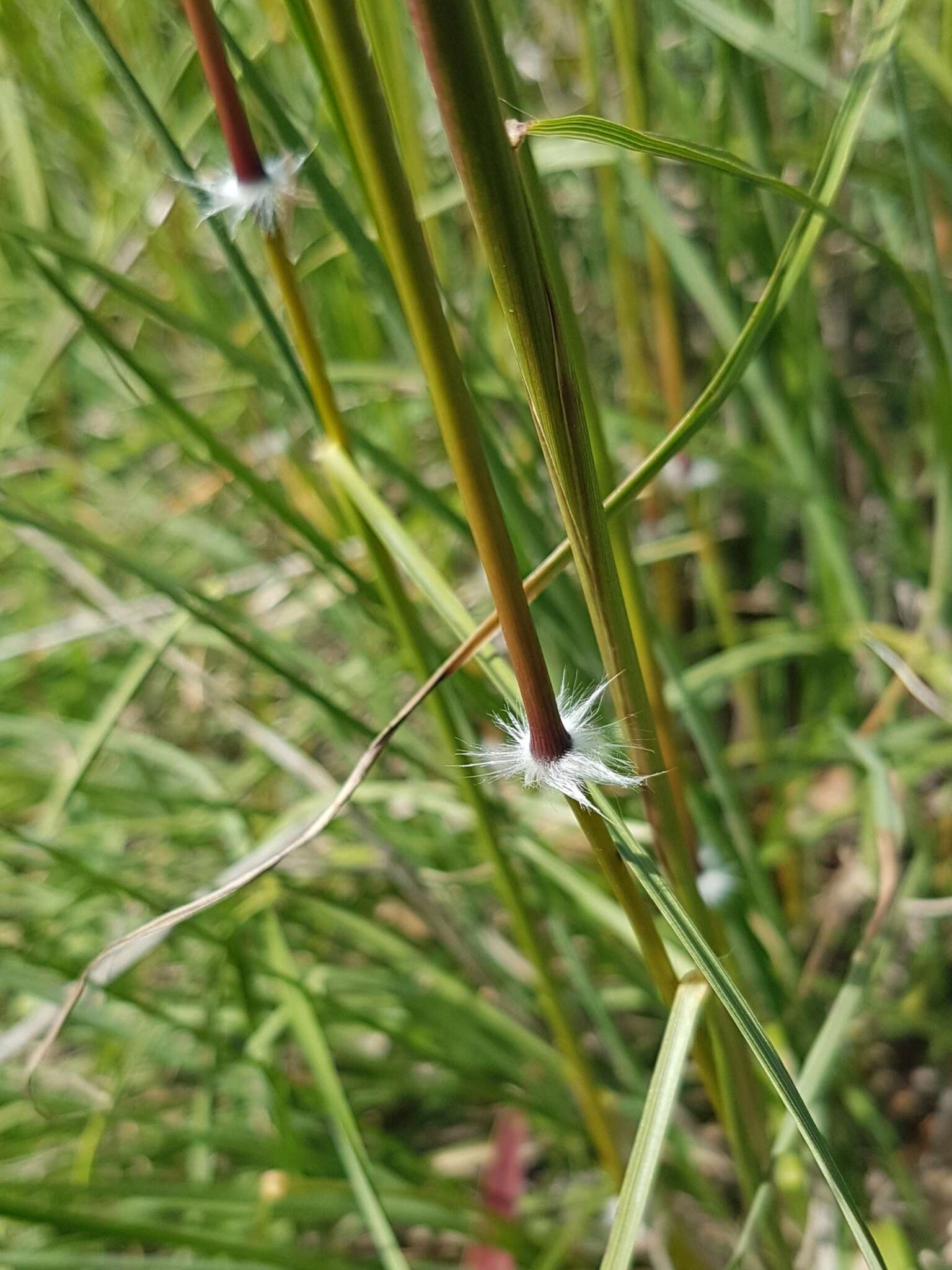 Imagem de Sorghum leiocladum (Hack.) C. E. Hubb.